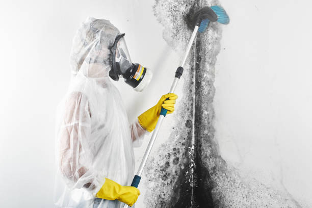 Mold Odor Removal Services in Lincolnshire, IL
