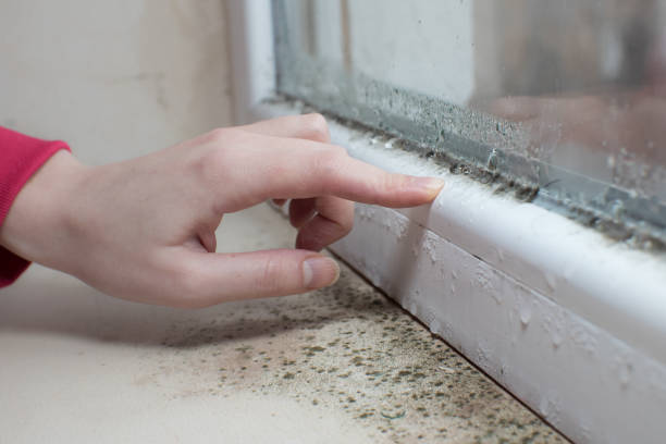 Best Water Damage & Mold Remediation  in Lincolnshire, IL